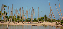 dead coconut trees