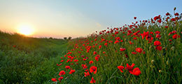 Poppy field at dawn